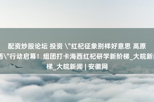 配资炒股论坛 投资 ＂红杞征象别样好意思 高原研学探海西＂行动启幕！组团打卡海西红杞研学新阶梯_大皖新闻 | 安徽网